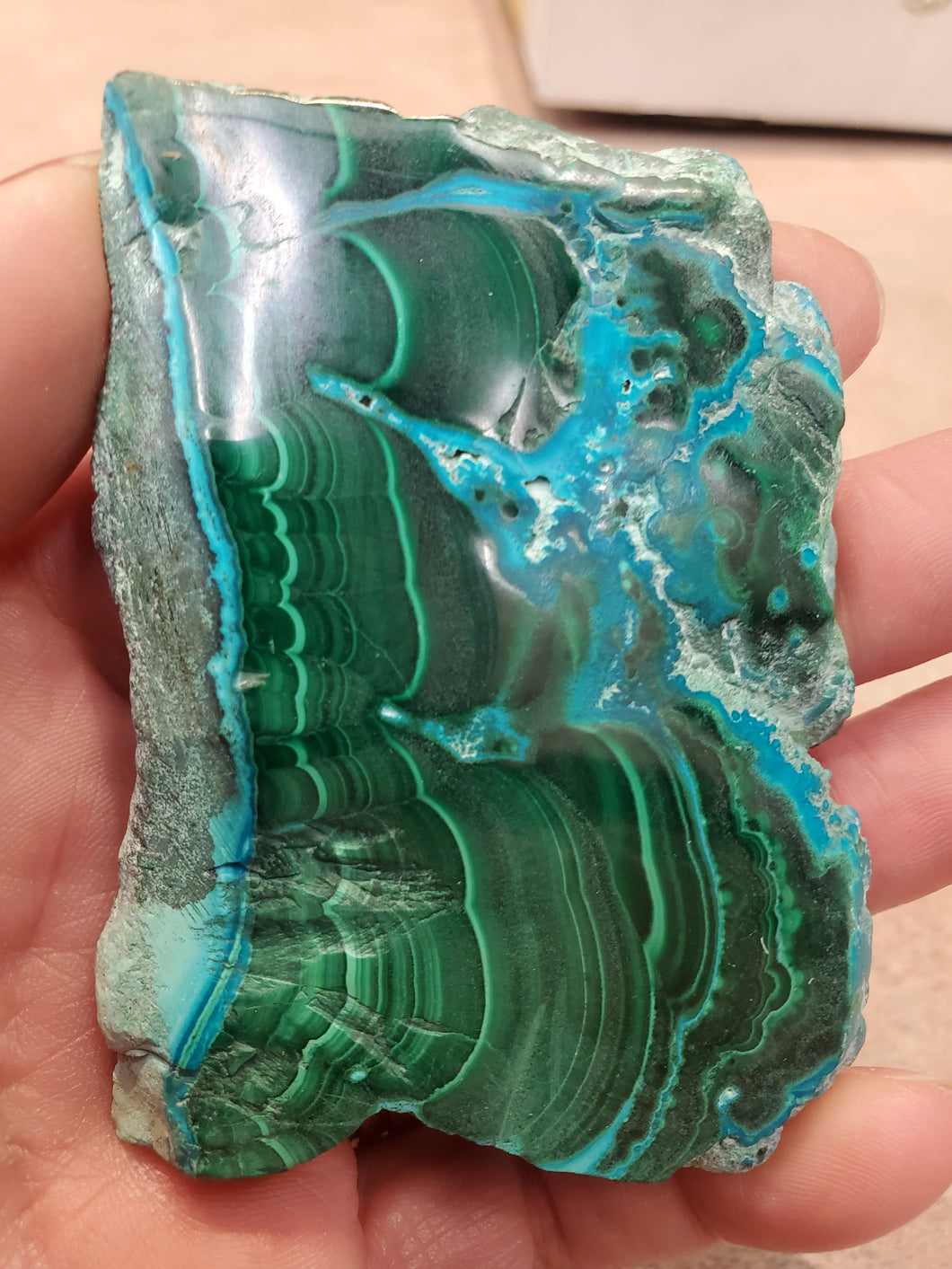 MALACOLLA SLICE