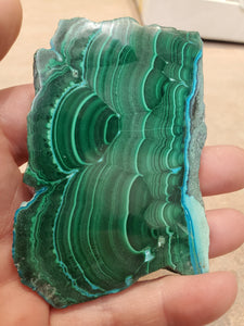 MALACOLLA SLICE