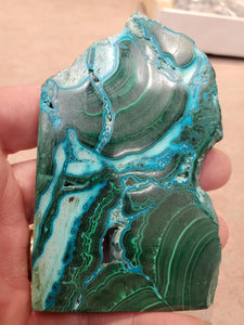 MALACOLLA SLICE