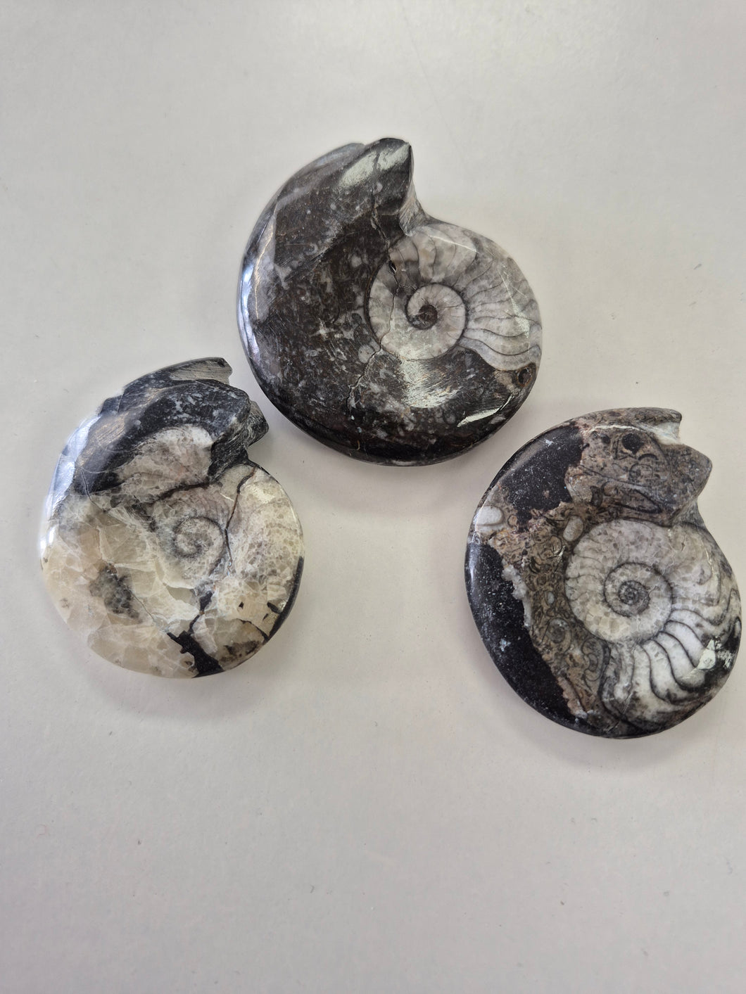 GONIATITE FOSSIL 2