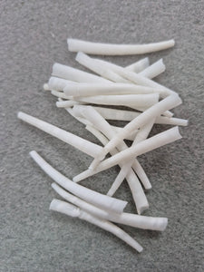 DENTALIUM SHELLS