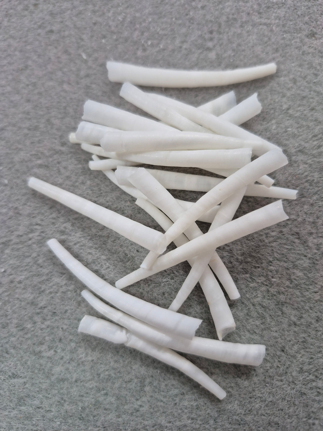 DENTALIUM SHELLS