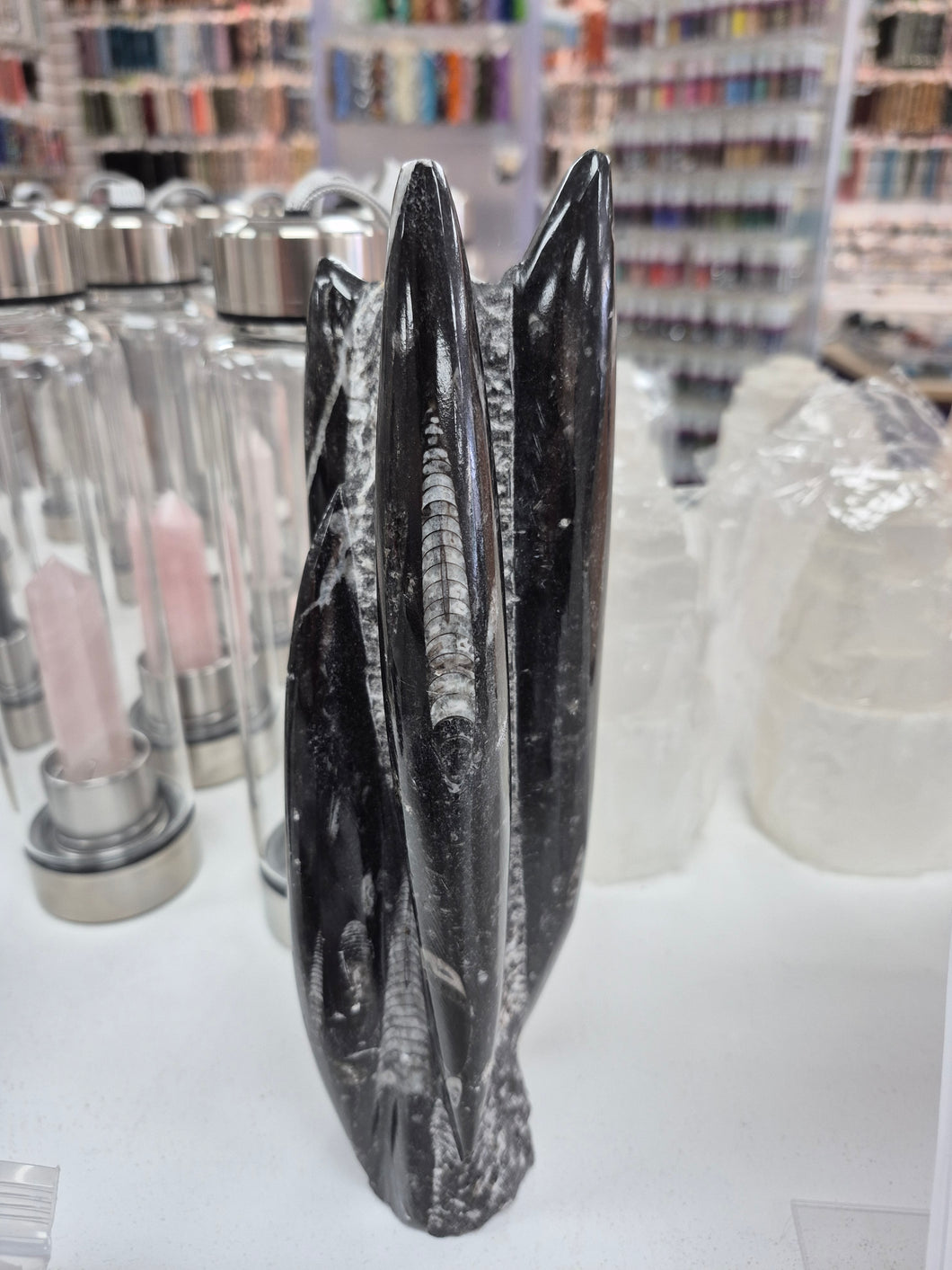 ORTHOCERAS SCULPTURE