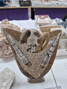 ORTHOCERAS PLAQUE