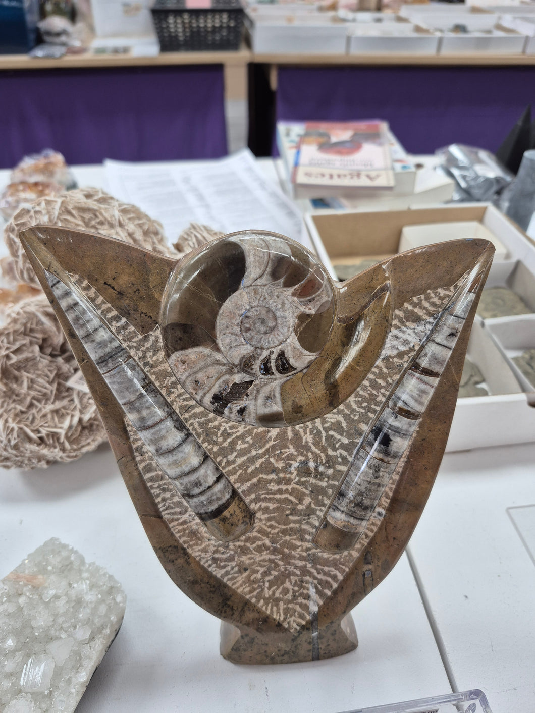 ORTHOCERAS PLAQUE