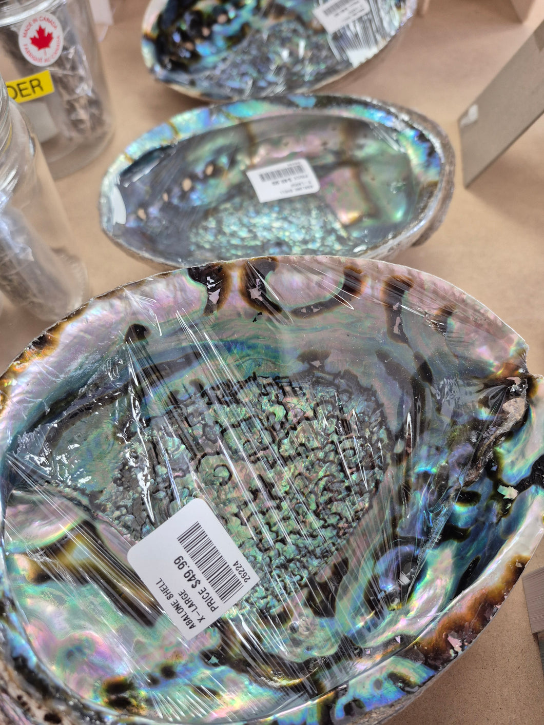 ABALONE SHELL X-LARGE
