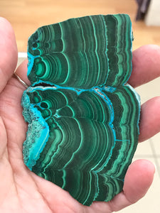 MALACOLLA SLICE