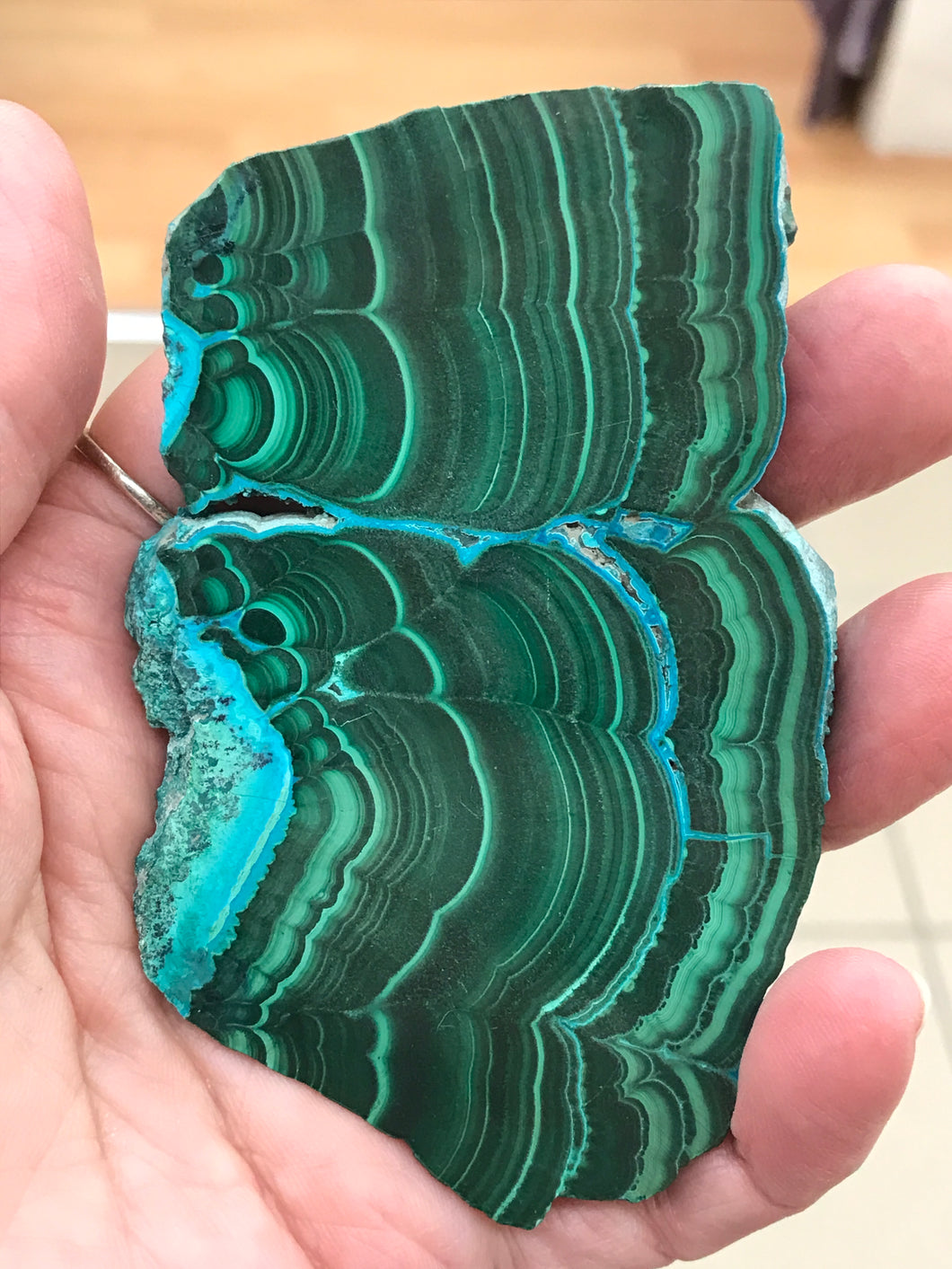 MALACOLLA SLICE