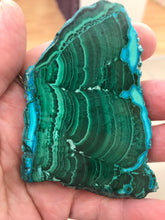 Load image into Gallery viewer, MALACOLLA SLICE

