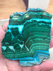 MALACOLLA SLICE