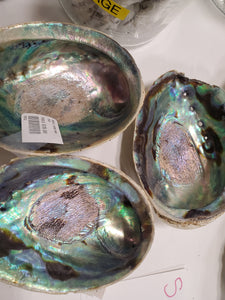 Abalone Shell