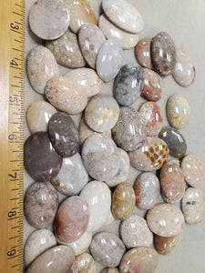 Fossil Stone Cabochons