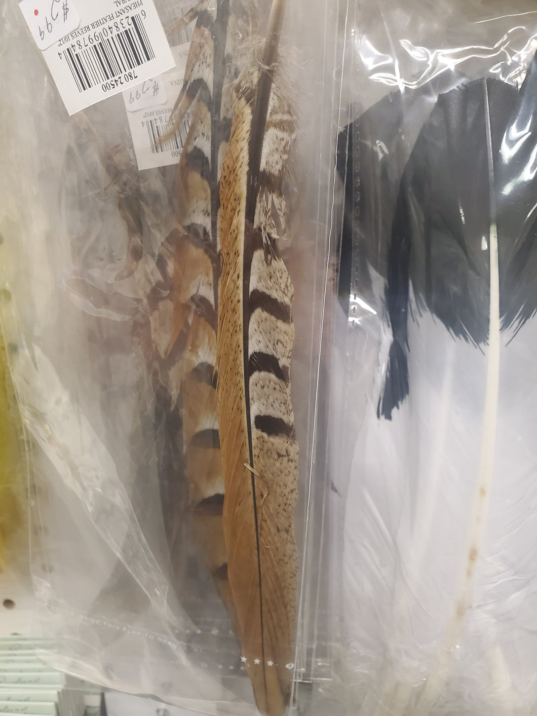 PHEASANT FEATHER
