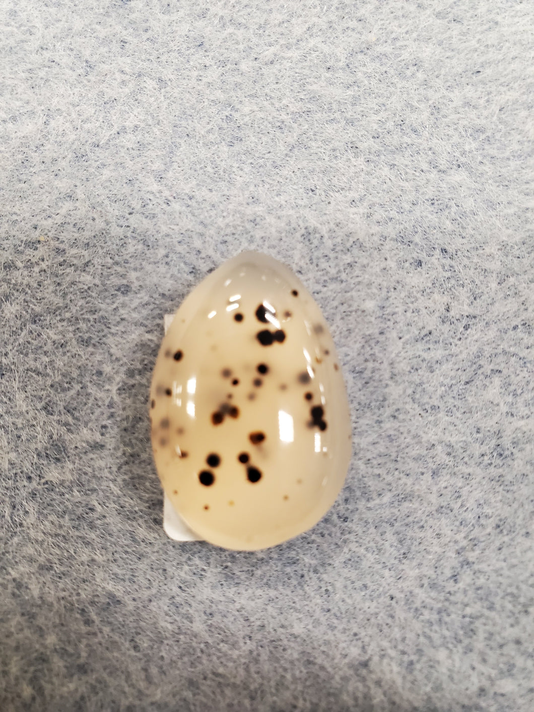 CABOCHON MONTANA MOSS AGATE