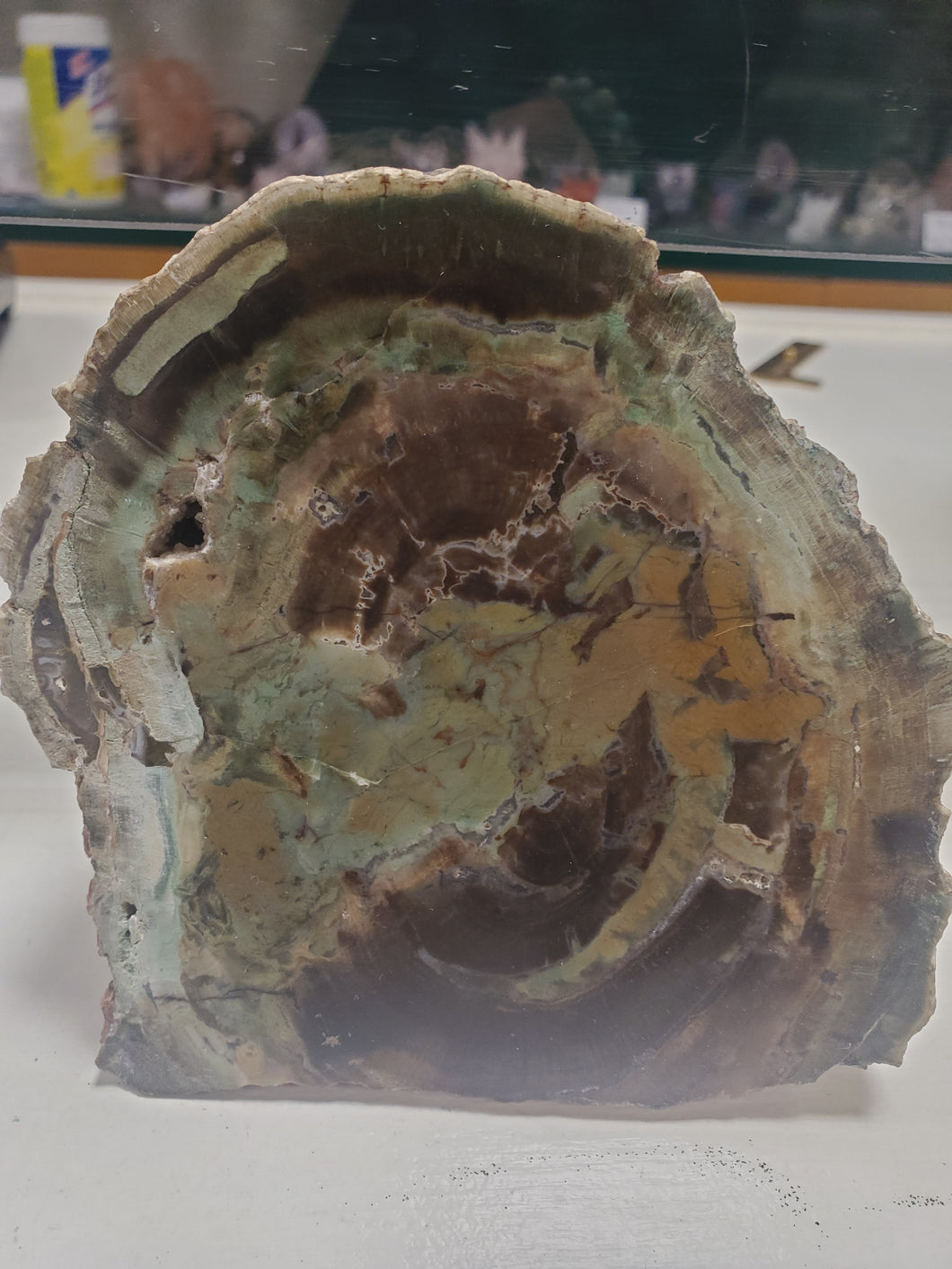 PETRIFIED WOOD SLICE