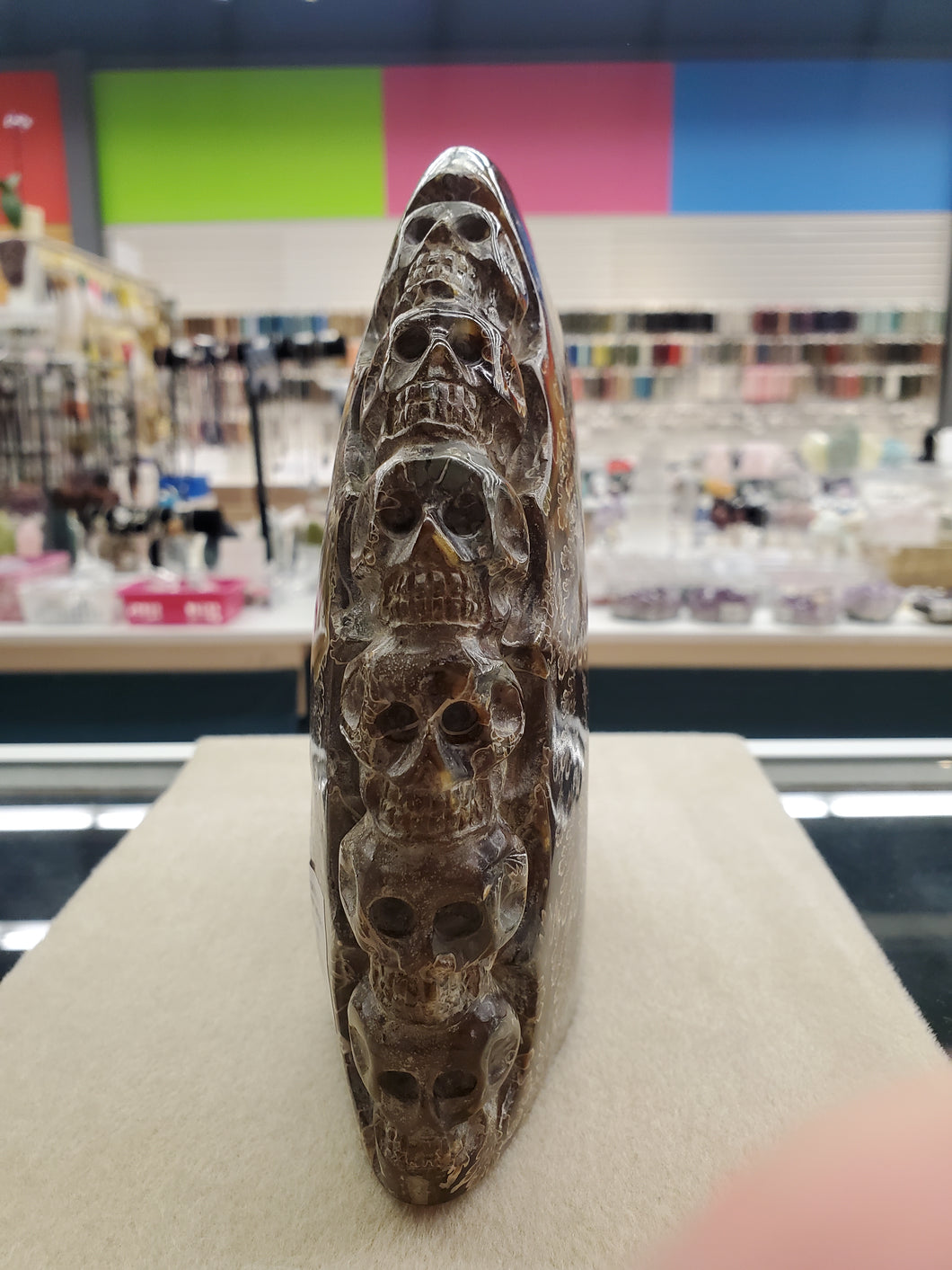 AMMONITE 6 SKULLS