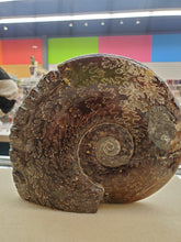 Load image into Gallery viewer, AMMONITE 6 SKULLS

