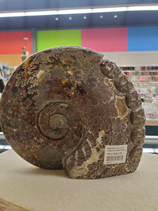 AMMONITE 6 SKULLS