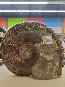AMMONITE 7 SKULLS