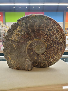 AMMONITE 7 SKULLS