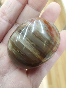 PETRIFIED WOOD PALM STONE