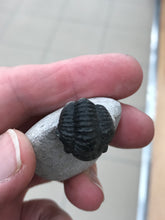 Load image into Gallery viewer, TRILOBITE FOSSIL
