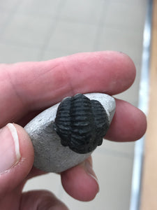 TRILOBITE FOSSIL