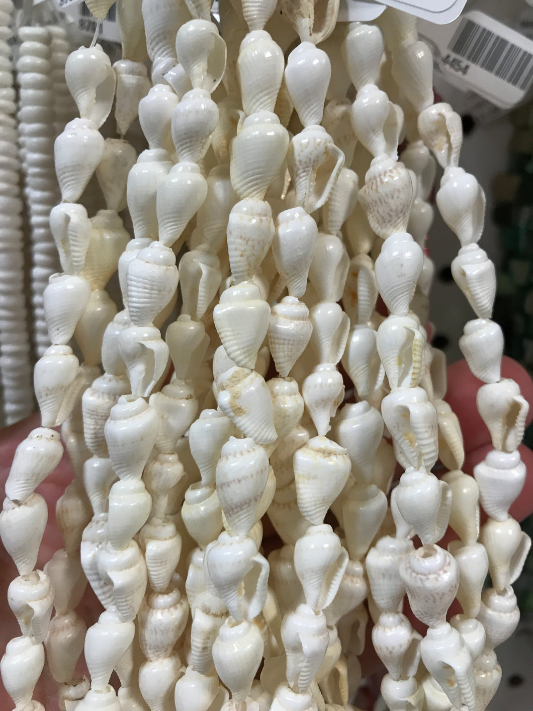 TRUMPET SHELL BEADS
