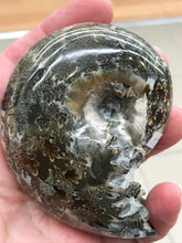 Load image into Gallery viewer, AMMONITE SUTURED END

