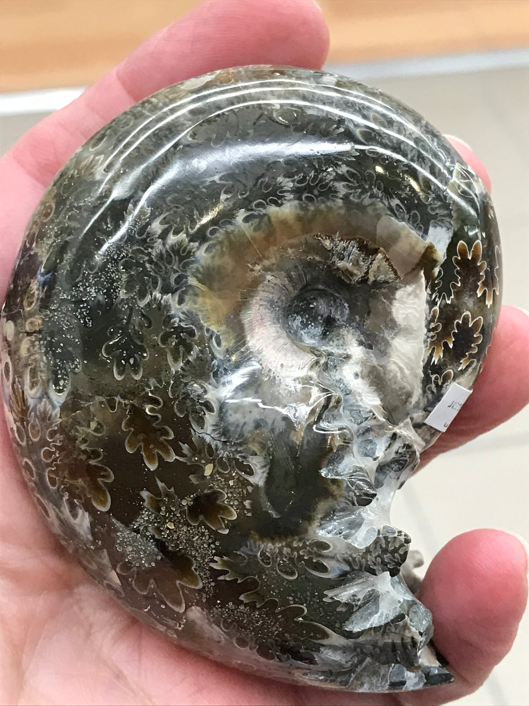 AMMONITE SUTURED END