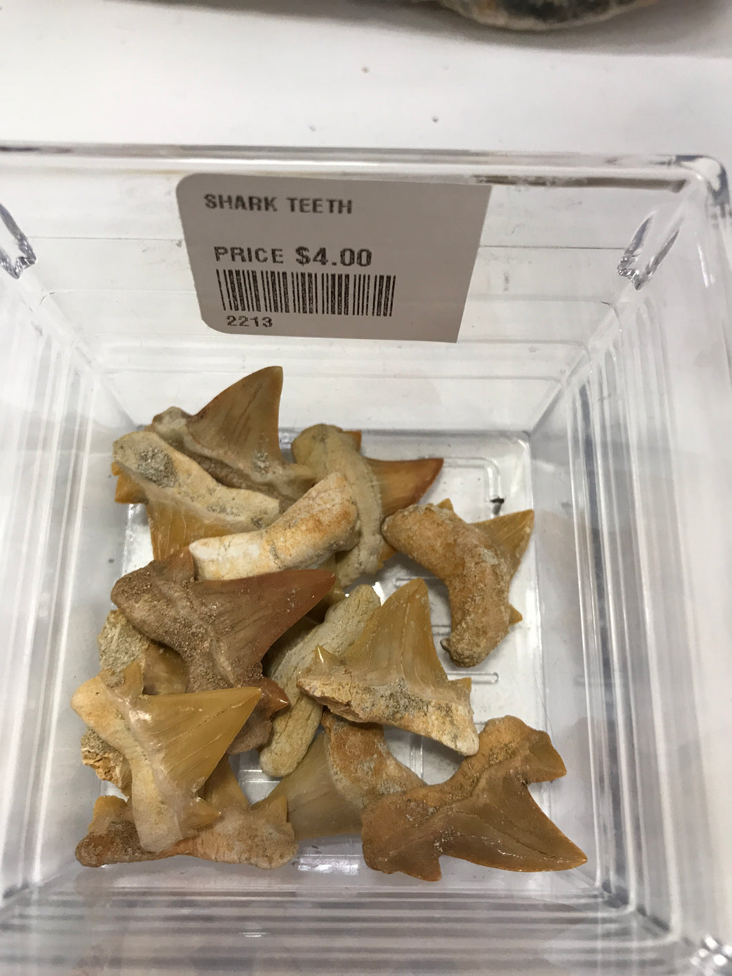 SHARK TEETH