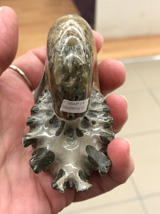 AMMONITE SUTURED END