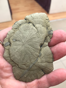 PYRITE SUN