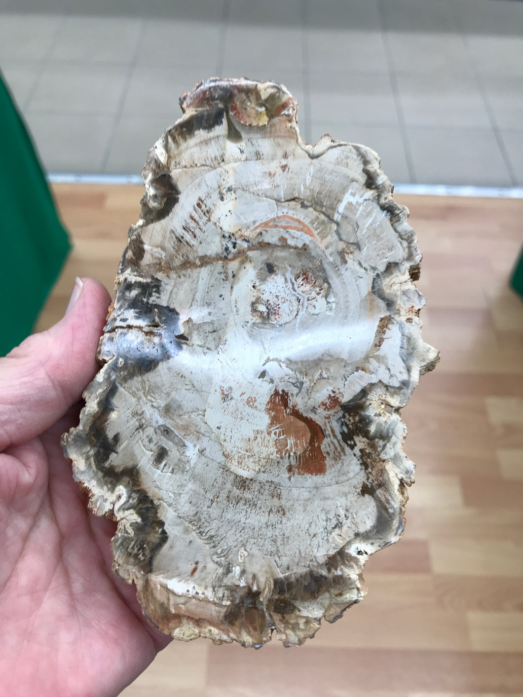 PETRIFIED WOOD SLICE
