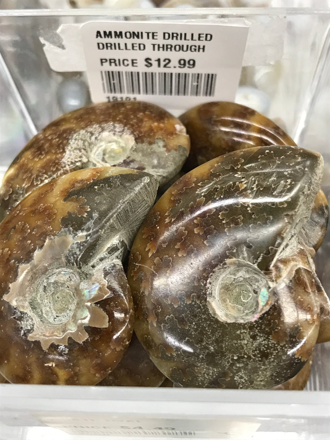 AMMONITE DRILLED