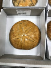 Load image into Gallery viewer, FOSSILIZED SAND DOLLAR

