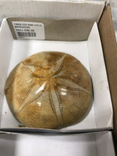 Load image into Gallery viewer, FOSSILIZED SAND DOLLAR
