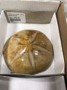 FOSSILIZED SAND DOLLAR