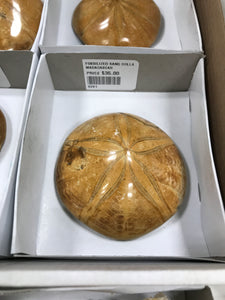 FOSSILIZED SAND DOLLAR