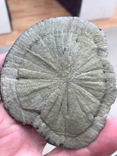 Load image into Gallery viewer, PYRITE SUN
