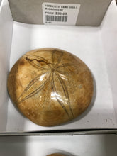 Load image into Gallery viewer, FOSSILIZED SAND DOLLAR
