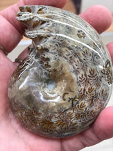 Load image into Gallery viewer, AMMONITE SUTURED END
