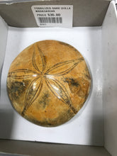 Load image into Gallery viewer, FOSSILIZED SAND DOLLAR
