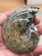 Load image into Gallery viewer, AMMONITE SUTURED END
