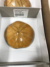 Load image into Gallery viewer, FOSSILIZED SAND DOLLAR
