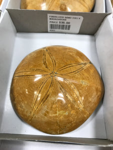 FOSSILIZED SAND DOLLAR