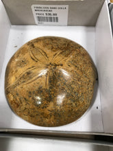 Load image into Gallery viewer, FOSSILIZED SAND DOLLAR
