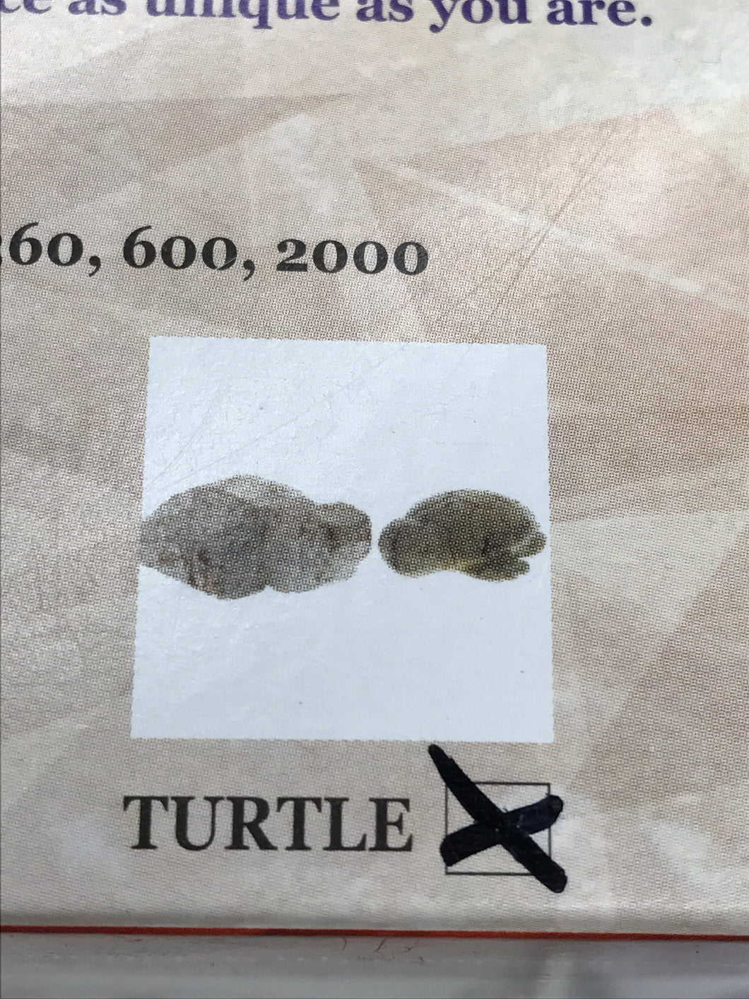SOAPSTONE CARVING KIT TURTLE