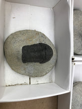 Load image into Gallery viewer, TRILOBITE FOSSIL
