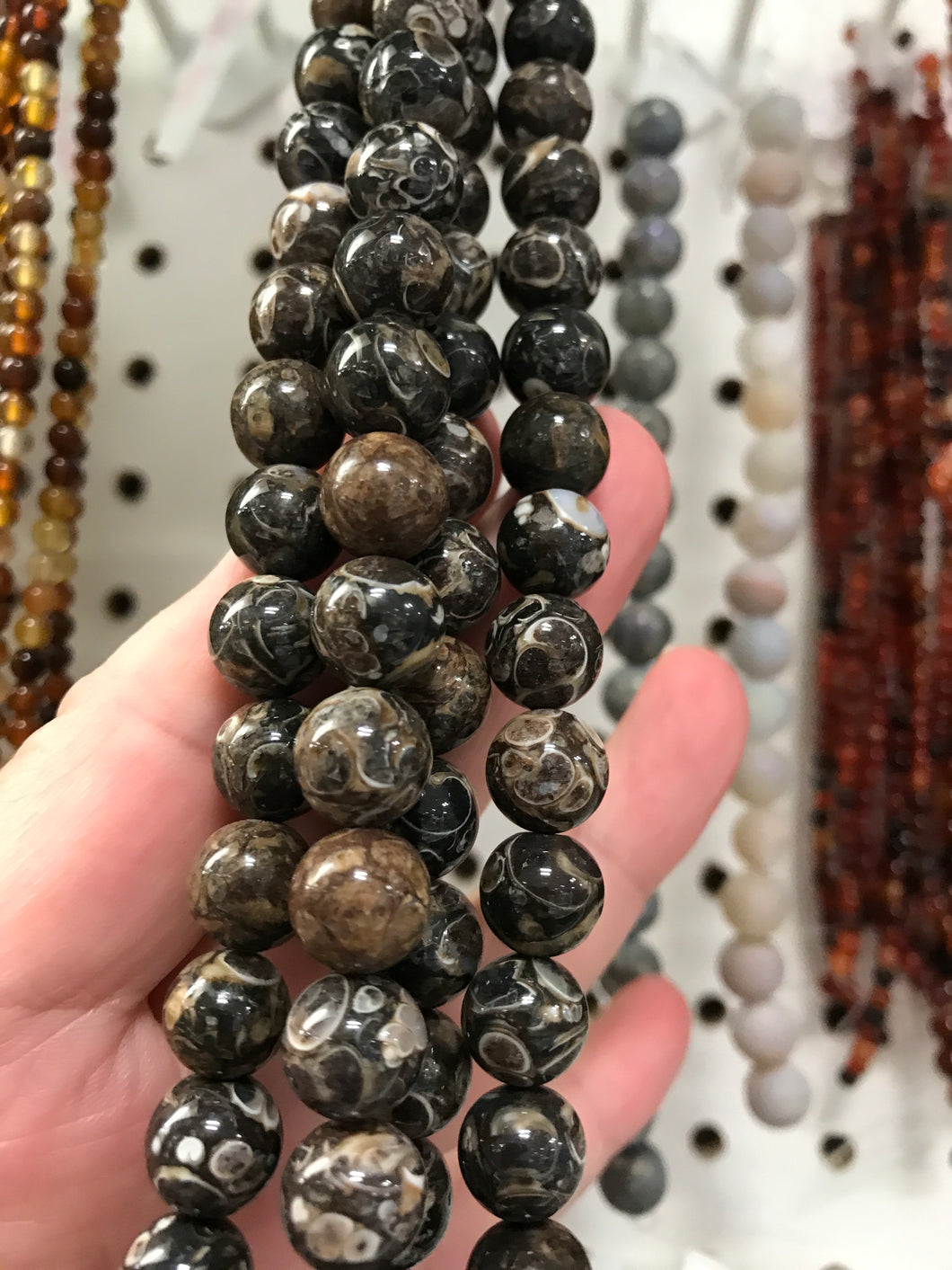 TURITELLA AGATE